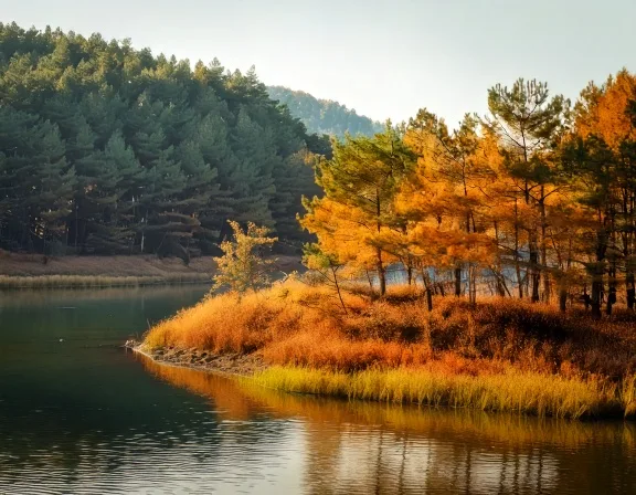 秋の木々に囲まれた川の中州の風景